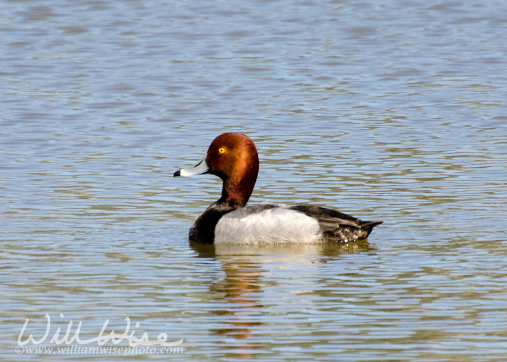 Redhead duck Picture