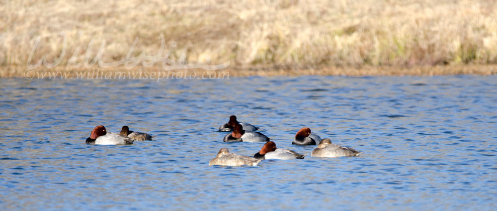 Redhead Duck drake and hen sleeping Picture