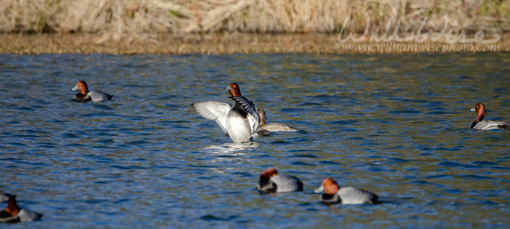 Redhead Duck Picture