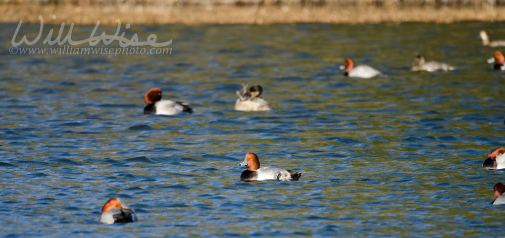 Redhead Duck drake and hen on lake, Georgia  Picture