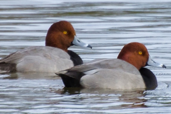 Redhead Duck Georgia Picture