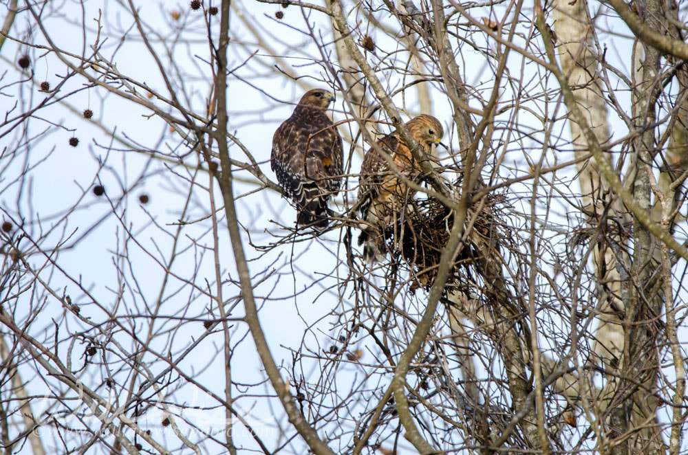 Pair of Red-shouldered Hawk Picture