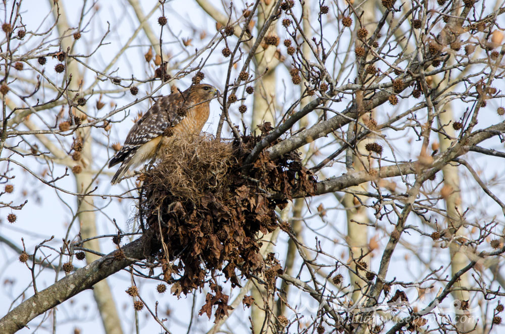 Red-shouldered Hawk Nest Picture