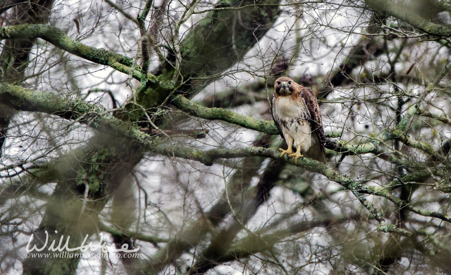 Red Tailed Hawk Picture