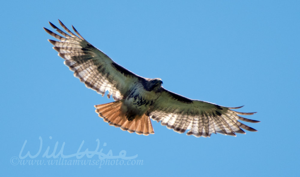 Red Tailed Hawk soaring Picture