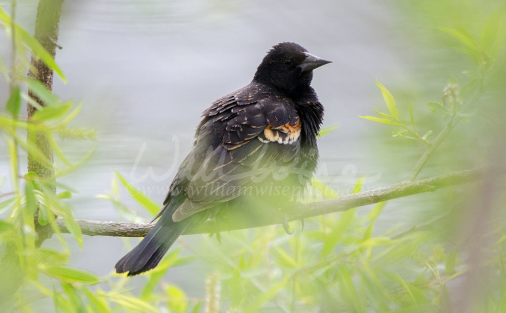 Red Winged Blackbird Picture