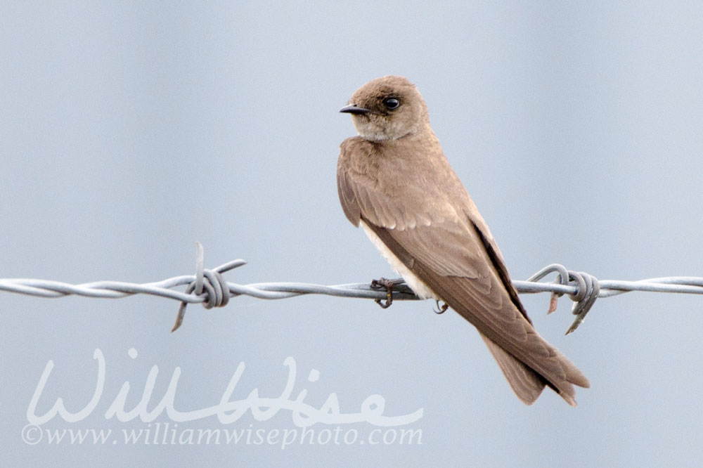Rough Winged Swallow perched on barbed wire fence Picture