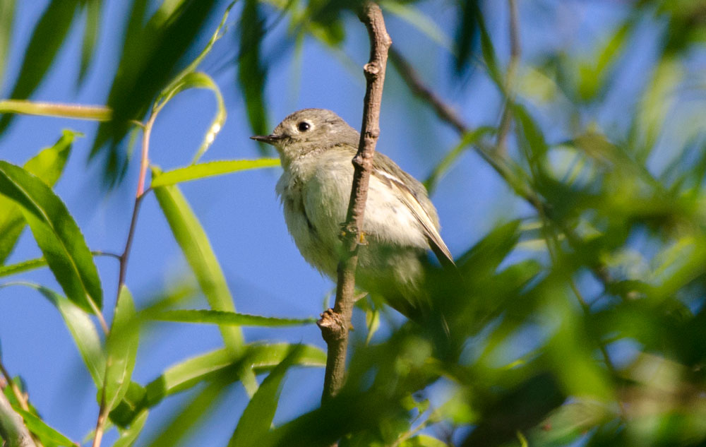 tufted Titmouse Picture