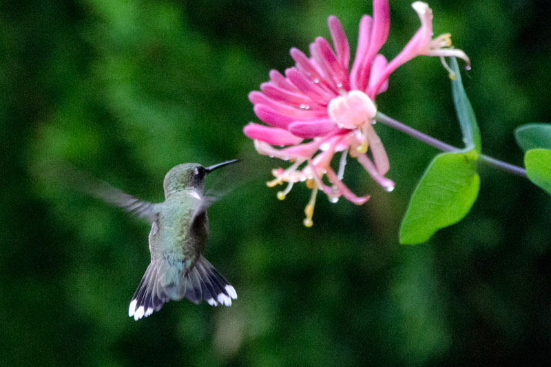 Ruby Throated Hummingbird Picture