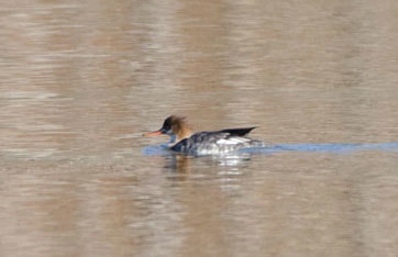 Red Breasted Merganser Picture