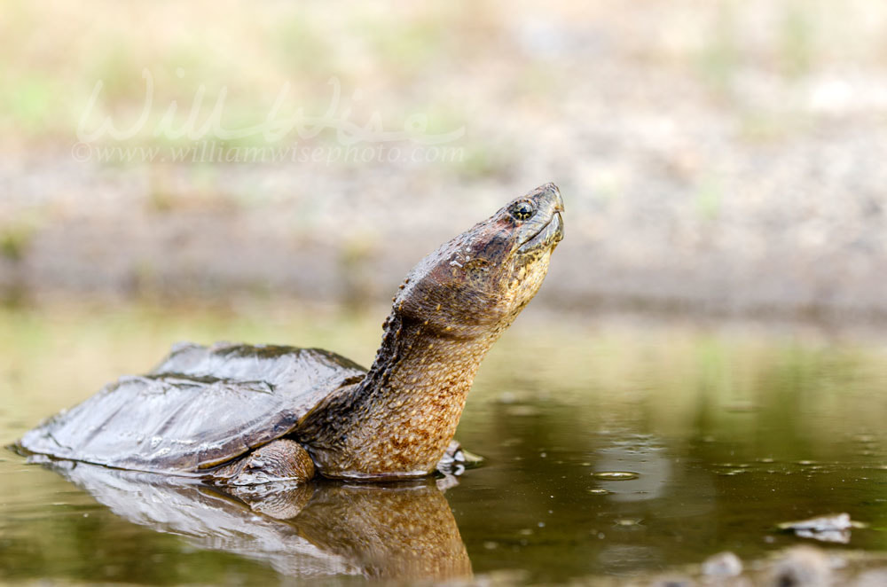 Common Snapping Turtle Picture