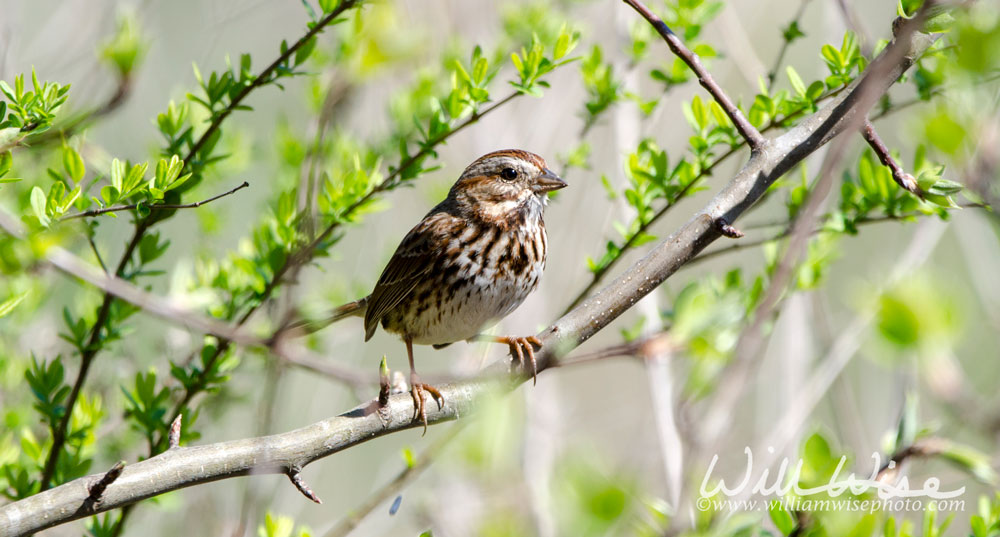 Song Sparrow songbird in budding tree in spring, Georgia USA Picture