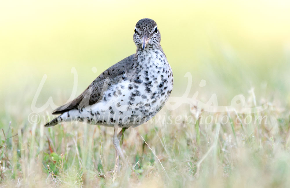 Spotted Sandpiper Picture