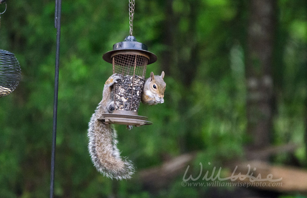 Eastern Gray Squirrel Picture