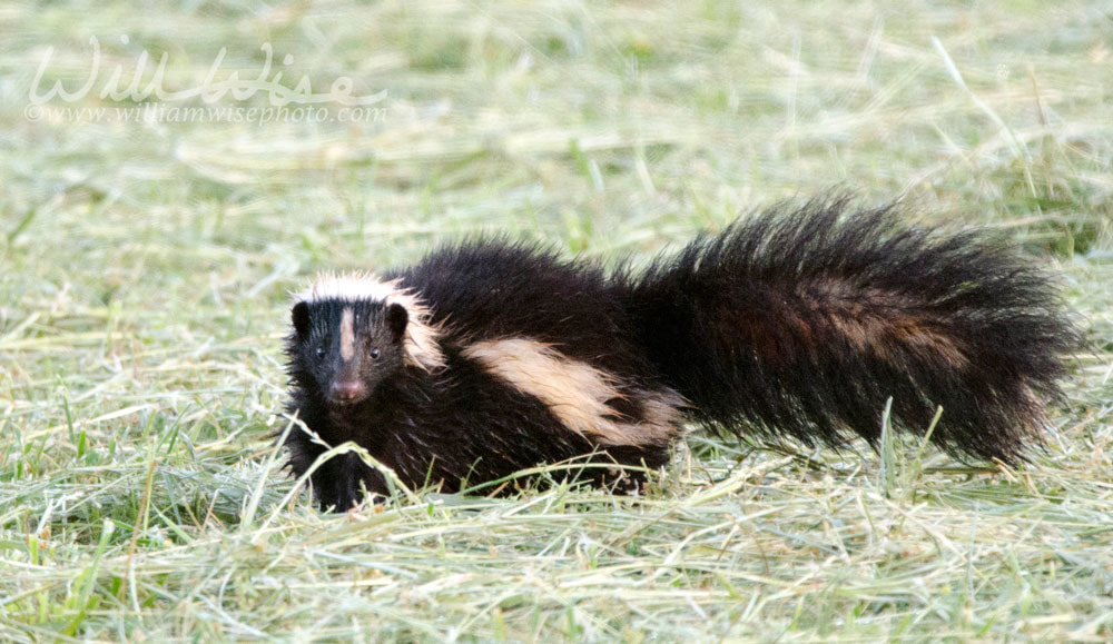 Striped Skunk Picture