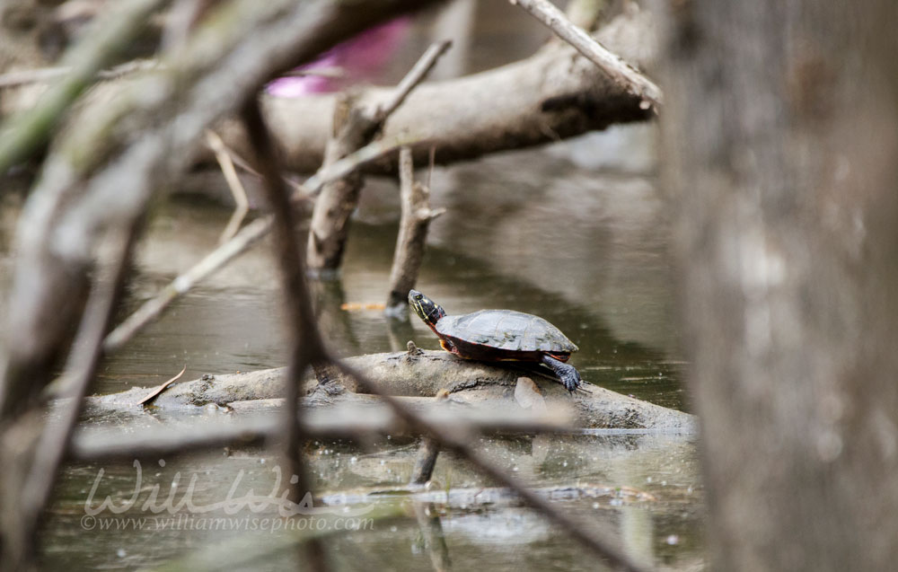Pond Slider Turtle Picture