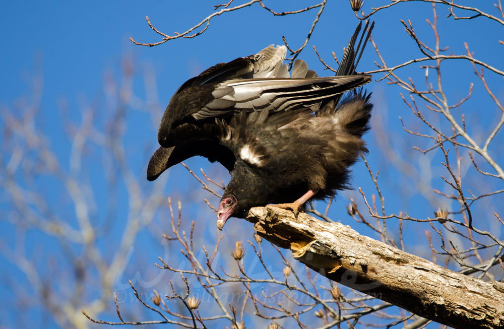 Turkey Vulture Picture