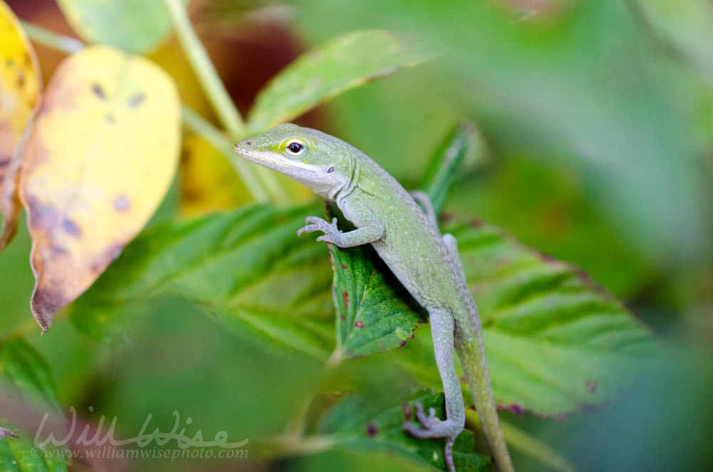 Green Anole Picture