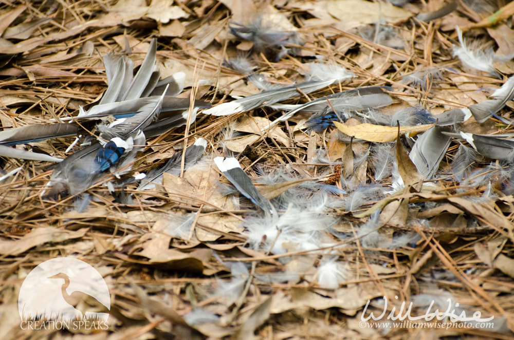 Feathers Picture