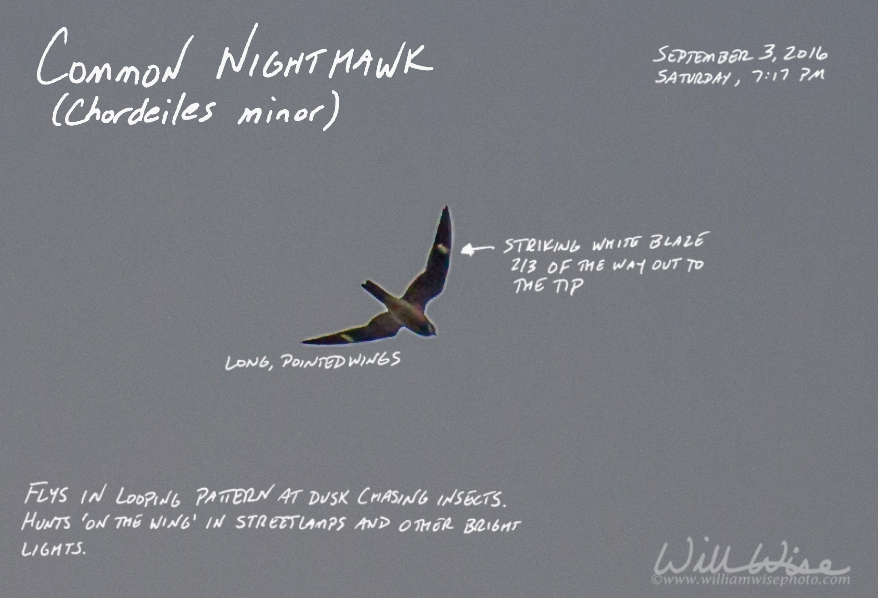 Common Nighthawk Picture