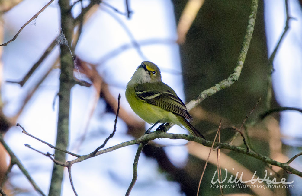 White Eyed Vireo Picture