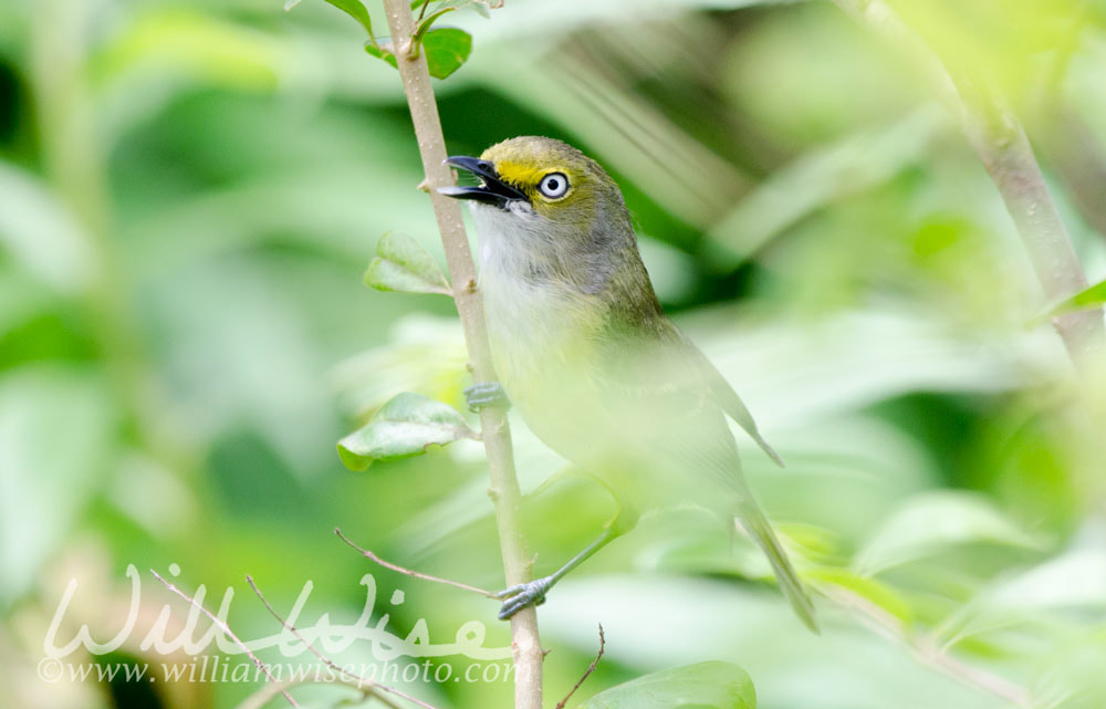 White Eyed Vireo Picture