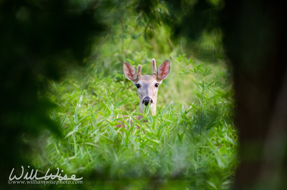 Whitetailed Deer Buck Picture