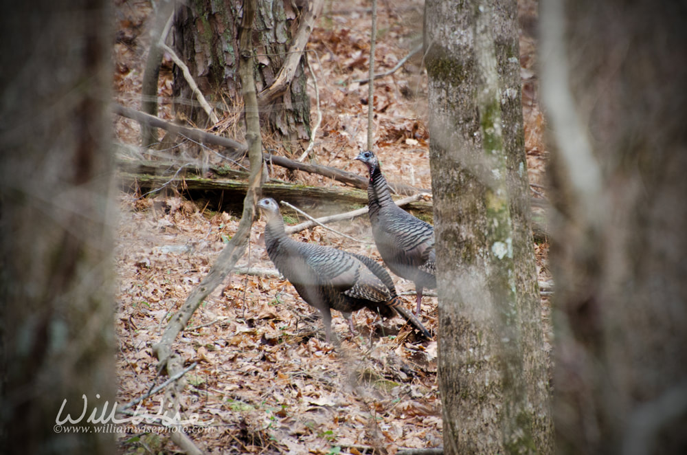 Wild Turkey Picture