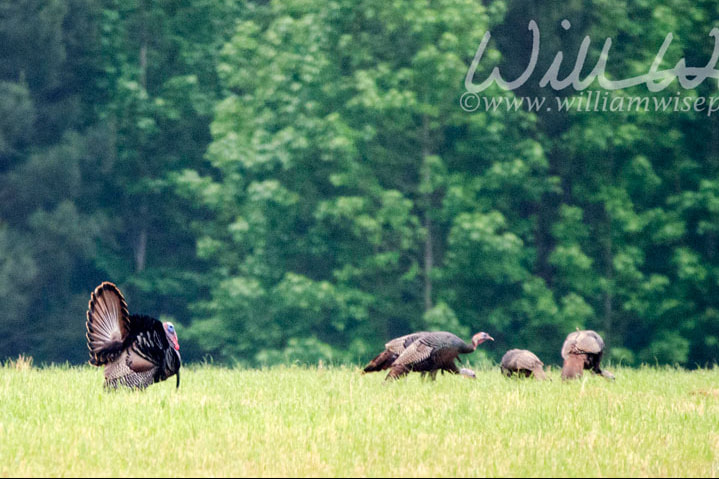 Wild Turkey Picture