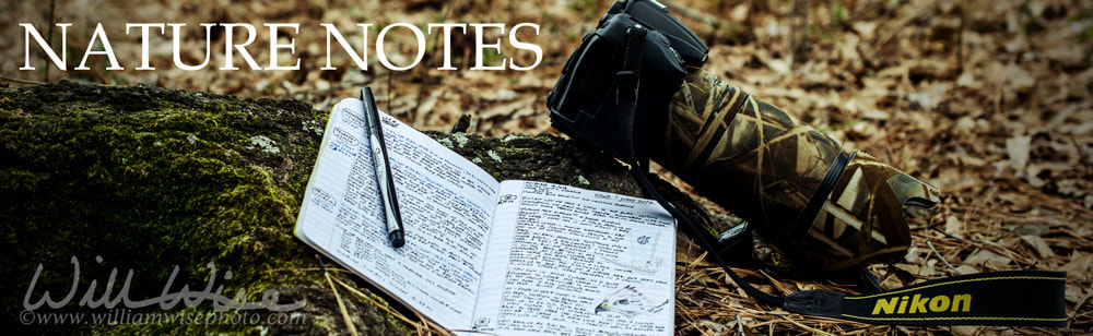 Wildlife birding photography journal Picture