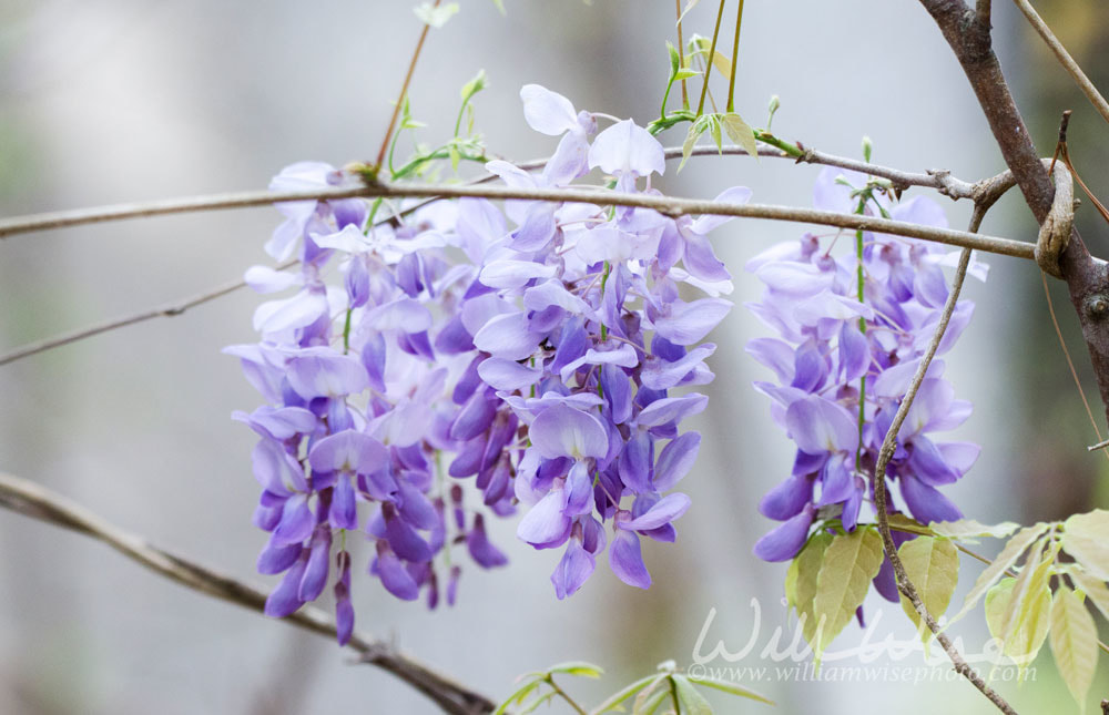 Purlpe Wisteria flower vine, Georgia, USA Picture