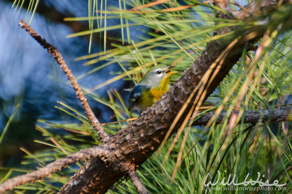 Northern Parula Picture