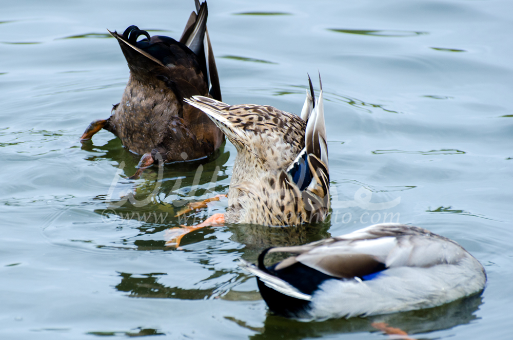 Dabbling Mallard Picture