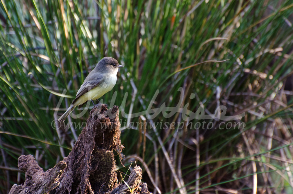 Eastern Phoebe Walton County Georgia Picture