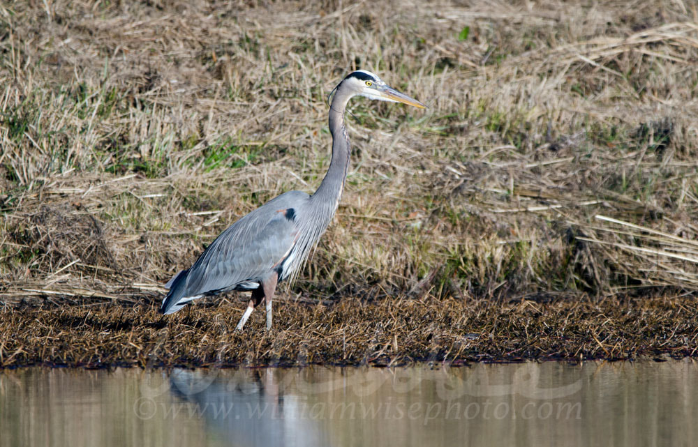 Great Blue Heron Picture