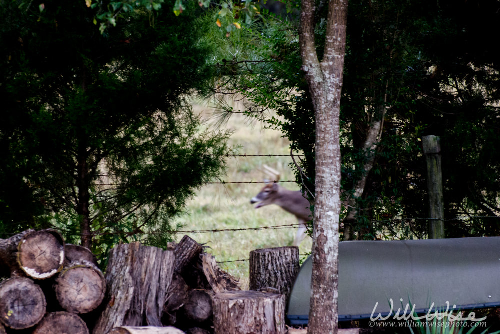 Deer Buck Rut Picture