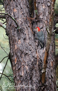 Red-bellied Woodpecker Picture