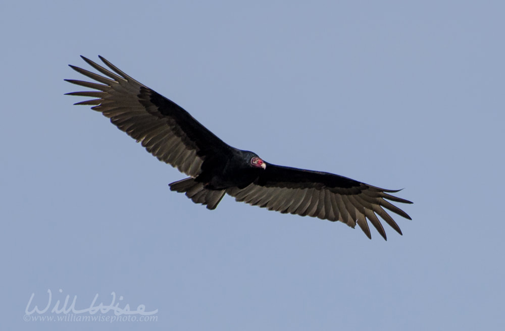 Soaring Turkey Vulture Picture