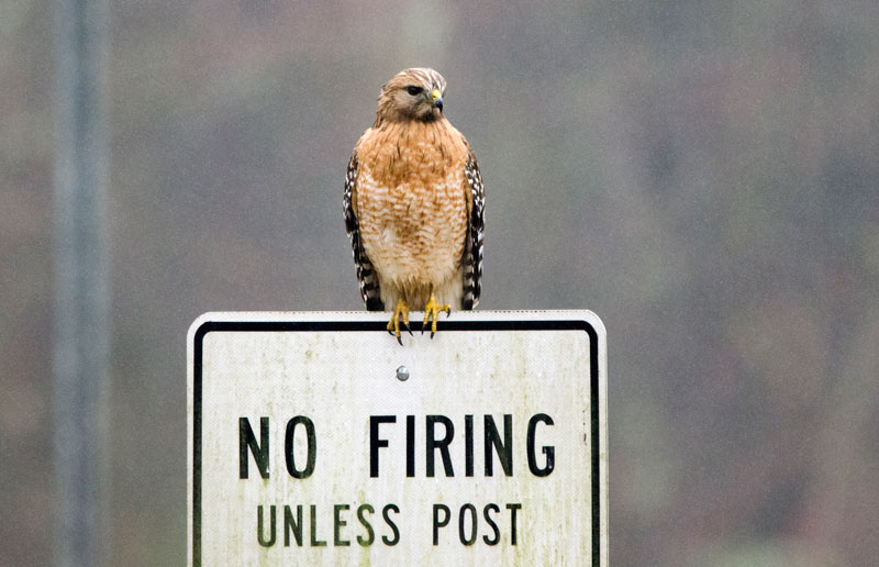 Red Shouldered Hawk Picture