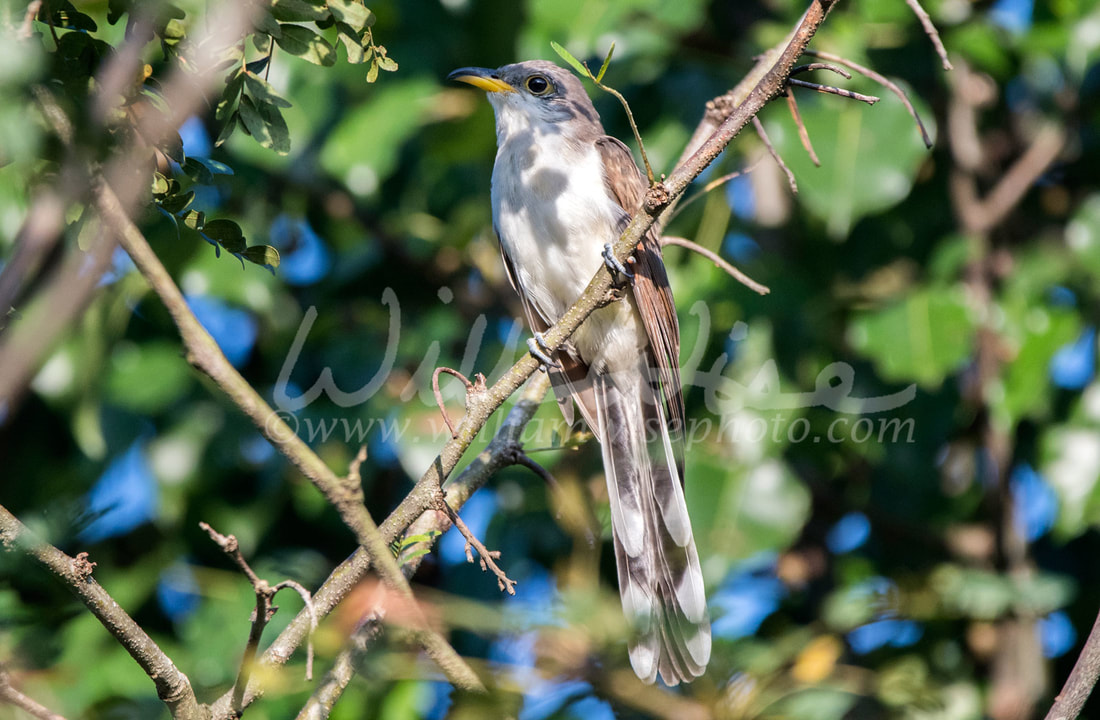Yellow-billed Cuckoo
