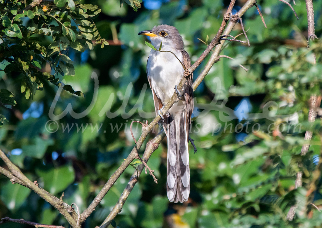 Yellow Billed Cuckoo