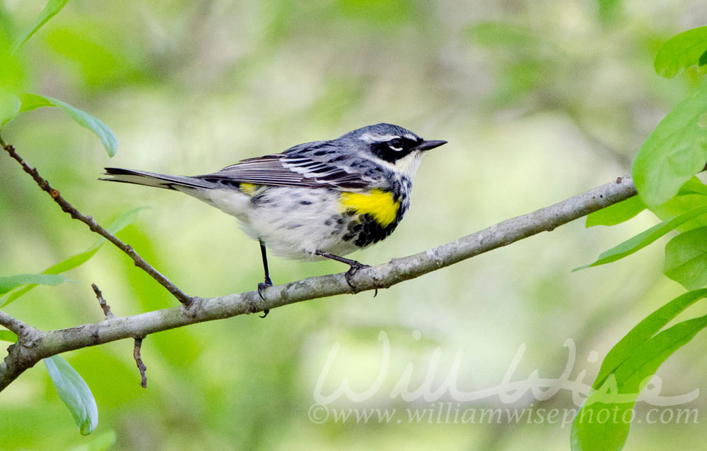 Yellow Rumped Warbler Picture