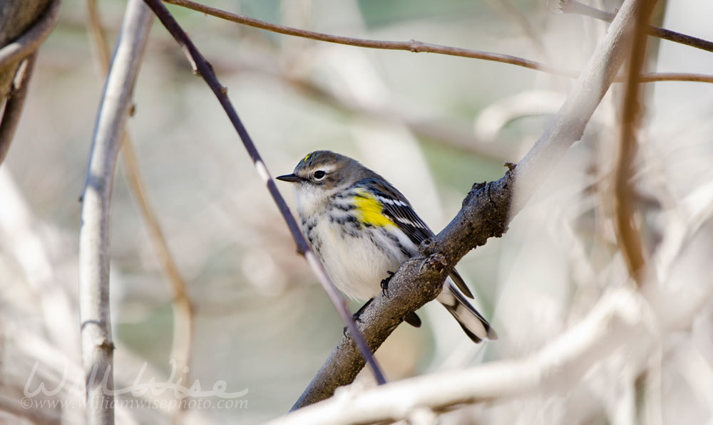 Yellow Rumped Warbler Picture