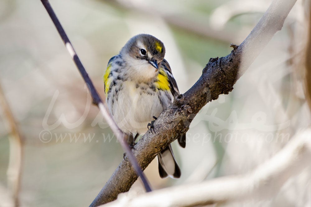 Yellow Rumped Warbler Picture