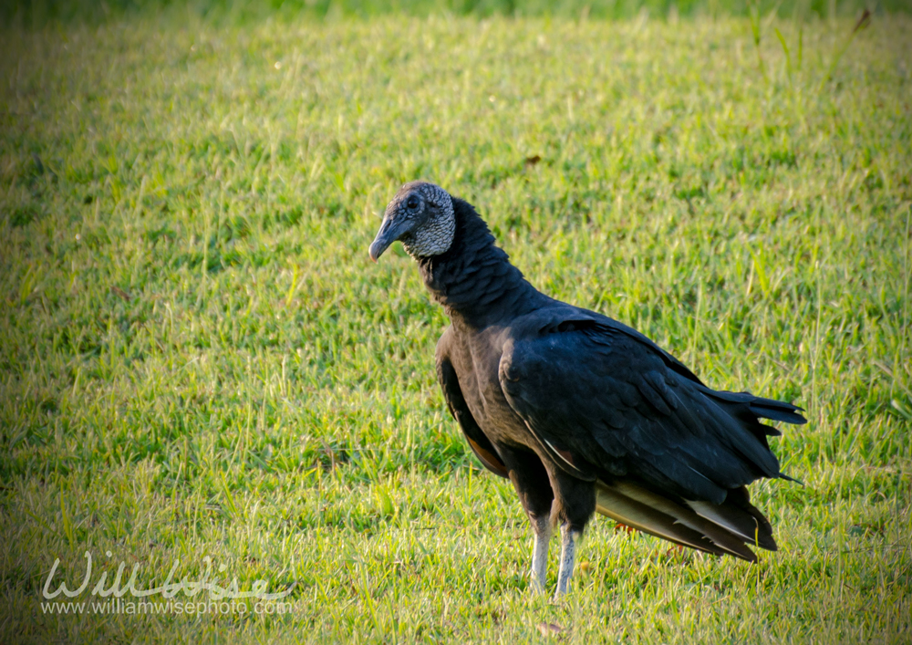 Black Vulture at Dawn - WILLIAM WISE PHOTOGRAPHY
