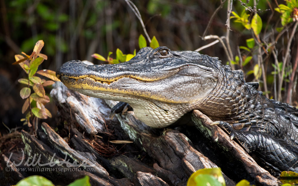 Alligator Apex Predator Picture